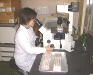 ウイルス分離検査:培養細胞の観察の写真