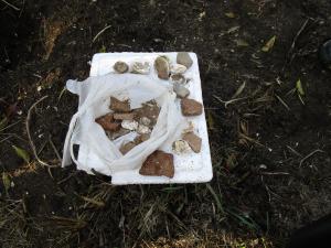 水害のため貝塚から流出した貝殻と土器の破片
