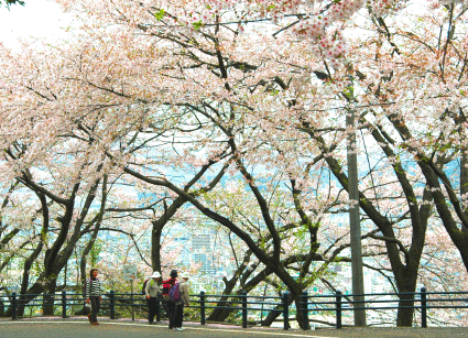 登山道沿いには、約５00本の桜があります