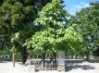 写真：平和記念公園内にある被爆アオギリ