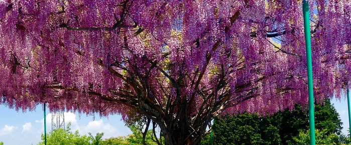 写真：神ノ倉山公園の藤棚