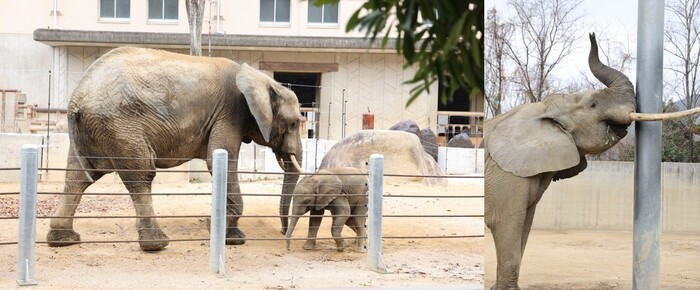 写真：安佐動物公園のゾウ