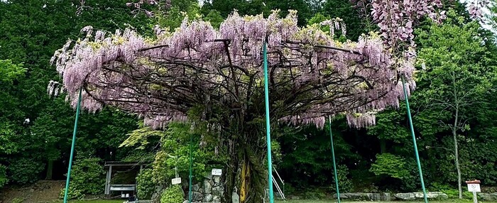 写真：神ノ倉山公園の藤棚