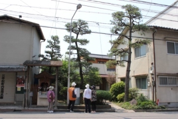 写真：三本松