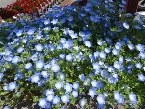 安佐南区役所の花壇の写真2