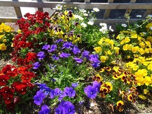 安佐南区役所の花壇の写真3