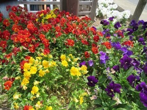 安佐南区役所の花壇の写真1
