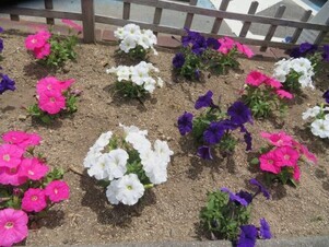 安佐南区役所の花壇の写真2