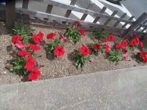 安佐南区役所の花壇の写真3