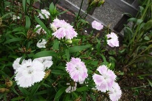 安佐南区役所の花壇の写真1