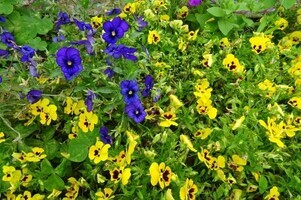 安佐南区役所の花壇の写真2