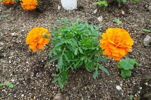 安佐南区役所の花壇の写真3