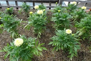 安佐南区役所の花壇の写真1