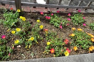 安佐南区役所の花壇の写真2