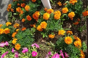 安佐南区役所の花壇の写真3