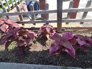 安佐南区役所の花壇の写真2