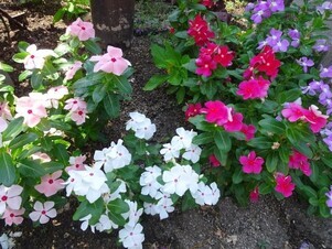 安佐南区役所の花壇の写真3