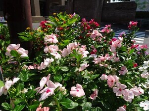 安佐南区役所の花壇の写真2