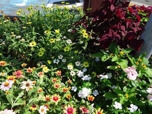 安佐南区役所の花壇の写真3