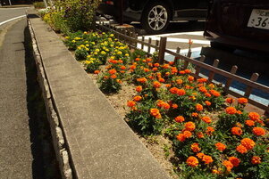 安佐南区役所の花壇の写真2