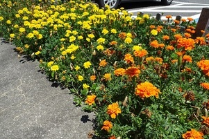 安佐南区役所の花壇の写真2