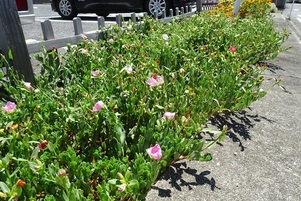 安佐南区役所の花壇の写真3