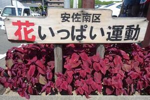 安佐南区役所の花壇の写真1