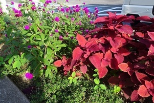 安佐南区役所の花壇の写真2