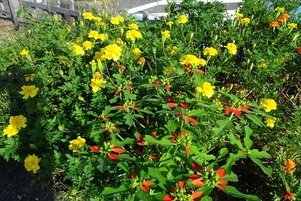 安佐南区役所の花壇の写真3