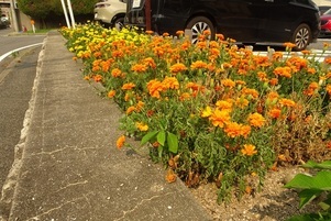安佐南区役所の花壇の写真2
