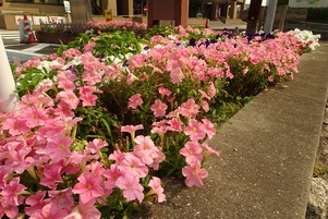 安佐南区役所の花壇の写真3