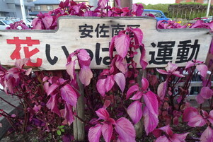 安佐南区役所の花壇の写真1