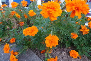 安佐南区役所の花壇の写真2