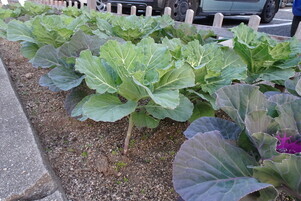 安佐南区役所の花壇の写真3