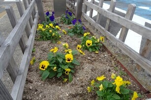 安佐南区役所の花壇の写真2