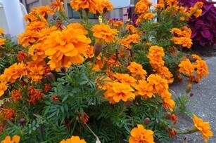 安佐南区役所の花壇の写真3