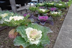 安佐南区役所の花壇の写真1