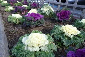 安佐南区役所の花壇の写真2