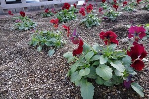 安佐南区役所の花壇の写真3