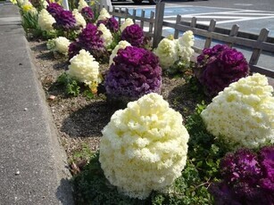 安佐南区役所の花壇の写真2