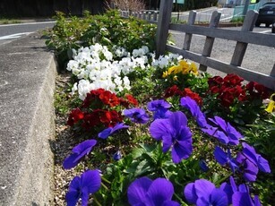 安佐南区役所の花壇の写真3