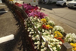 安佐南区役所の花壇の写真2