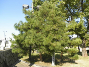 Photograph2