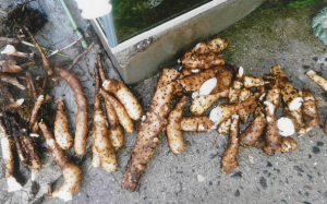 写真：奨励賞作品2