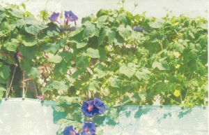 写真：優良賞作品2