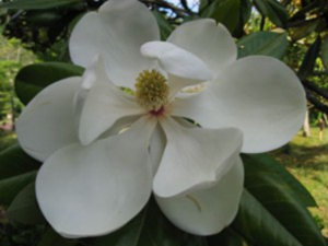 6月左右开花