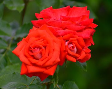 写真：スケルツォ