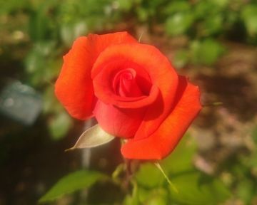 写真：トロイメライ