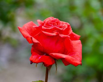 写真：ドフトボルケ