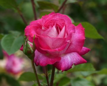 写真：ドクター・アルバート・シュバイツァー